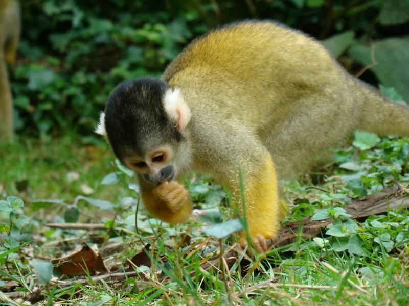 Saïmiri à tête noire (Saimiri boliviensis)