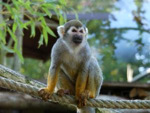 Saimiri commun (Saimiri sciureus)