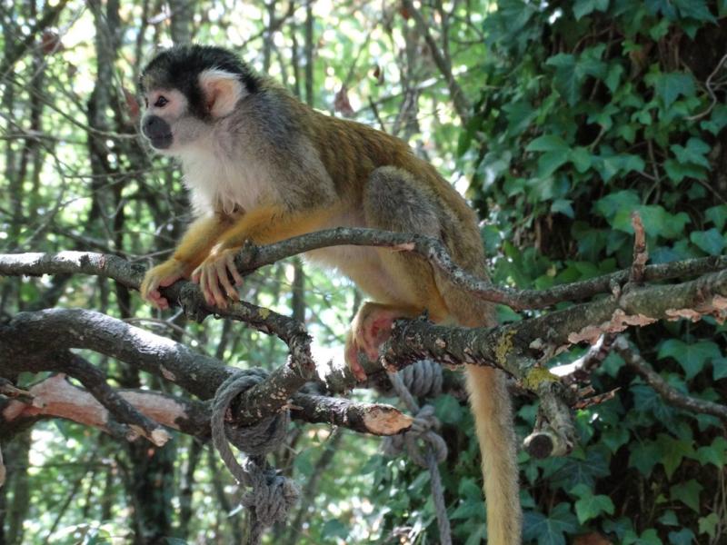 Saïmiri du Pérou (Saimiri boliviensis peruviensis)