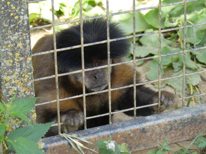 Sapajou noir (Cebus nigritus)