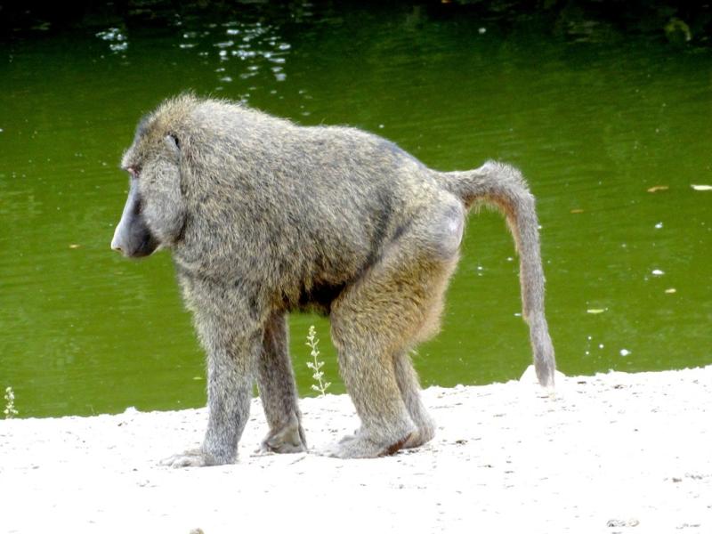 Babouin anubis (Papio anubis)