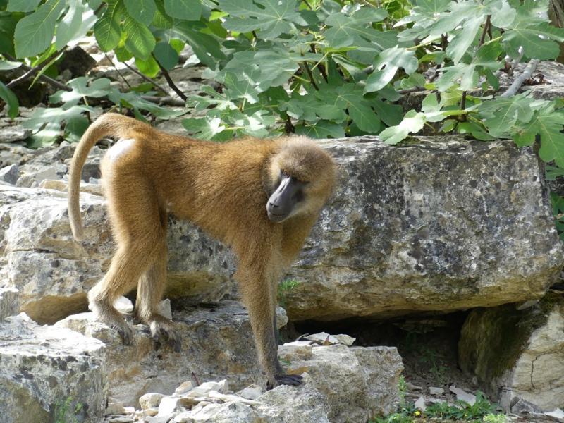 Babouin de Guinée (Papio papio)