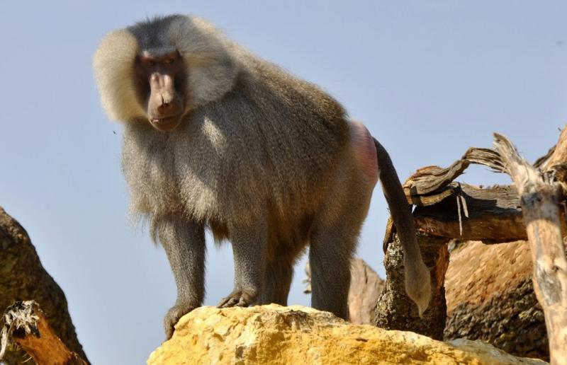 Babouin hamadryas (Papio hamadryas)