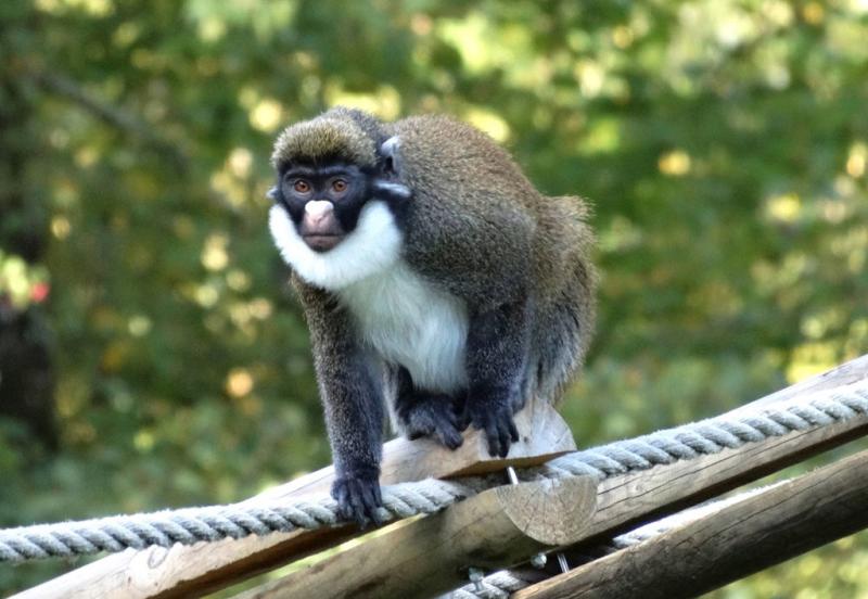 Cercopitèque hocheur (Cercopithecus nictitans)