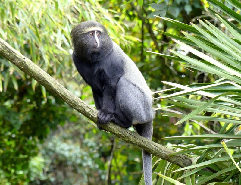 Cercopithèque à tête de hibou (Cercopithecus hamlyni)