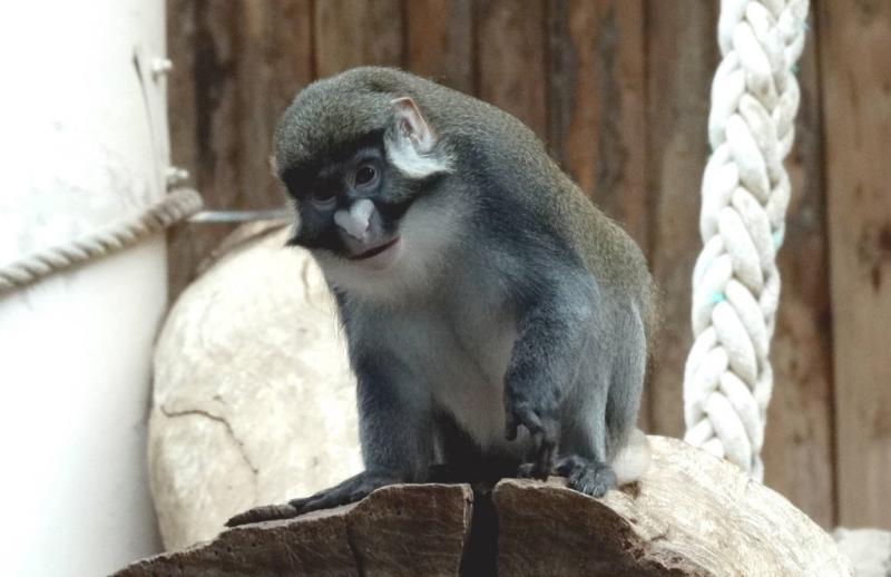 Cercopithèque ascagne (Cercopithecus ascanius)