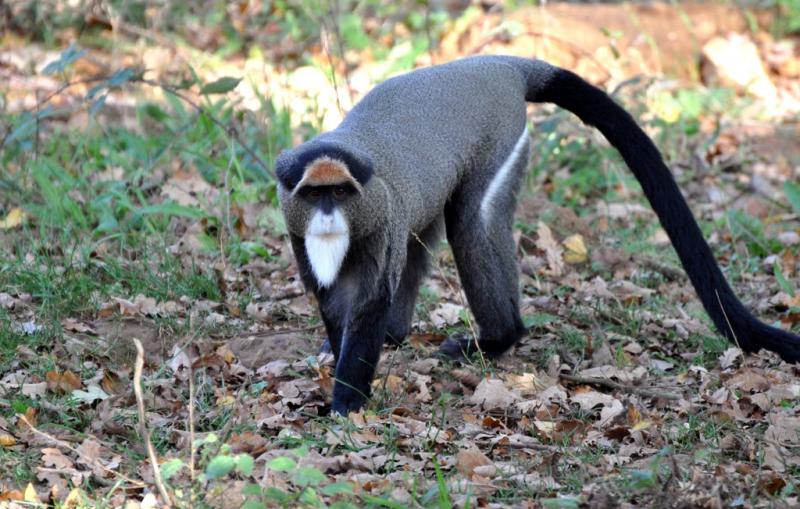 Cercopithèque de Brazza (Cercopithecus neglectus)