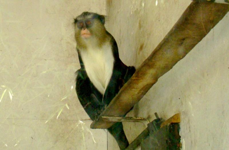 Cercopithèque de Campbell (Cercopithecus campbelli)