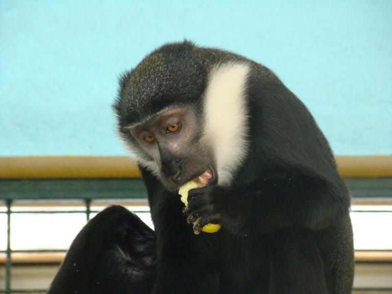 Cercopithèque de l'Hoest (Cercopithecus lhoesti)
