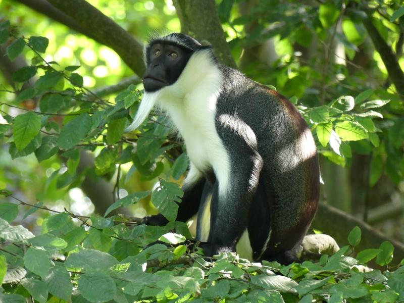Cercopithèque de Roloway (Cercopithecus roloway)