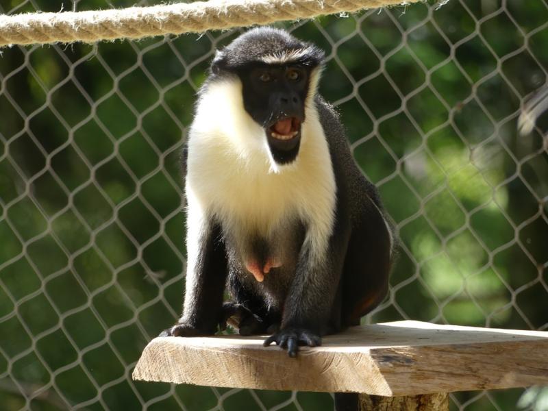 Cercopithèque diane (Cercopithecus diana)