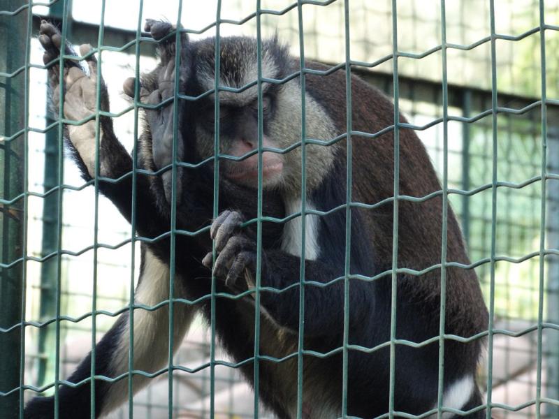 Cercopithèque mone (Cercopithecus mona)