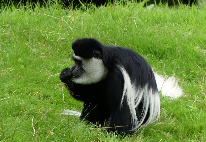 Colobe guéréza (Colobus guereza)