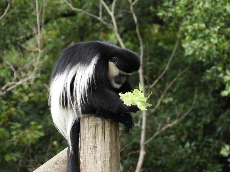 Colobe noir et blanc de l'Est (Colobus guereza kikuyuensis)