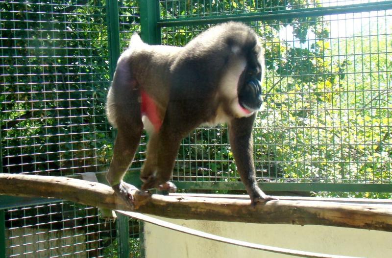 Drill (Mandrillus leucophaeus)