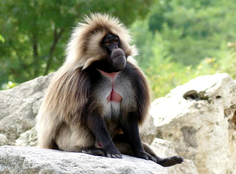 Gélada (Theropithecus gelada)