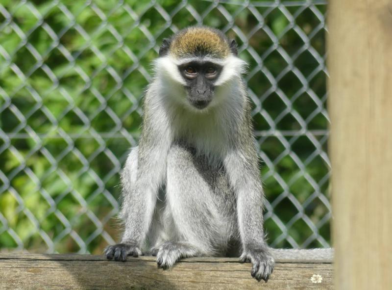 Grivet d'Ethiopie (Chlorocebus aethiops)