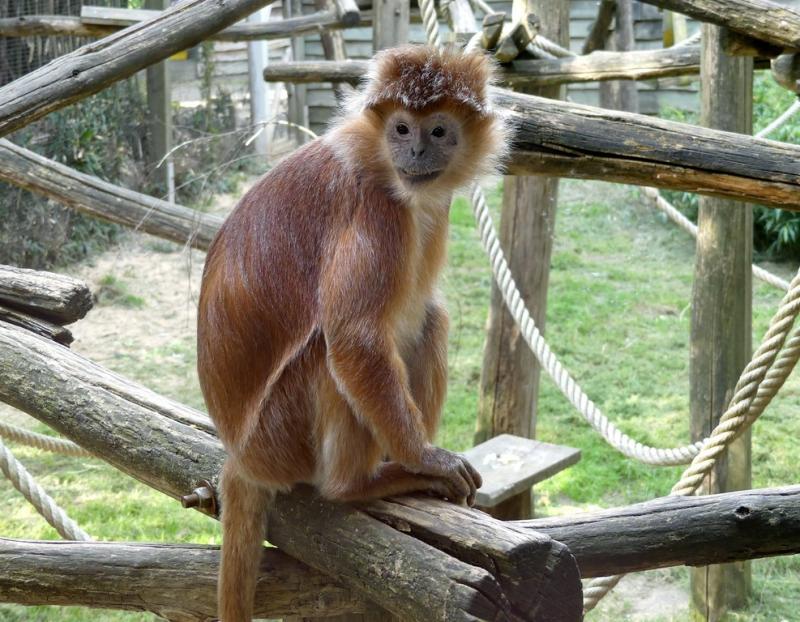 Langur de Java (Trachypithecus auratus)