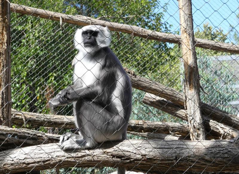 Langur d'Hanuman (Semnopithecus entellus)
