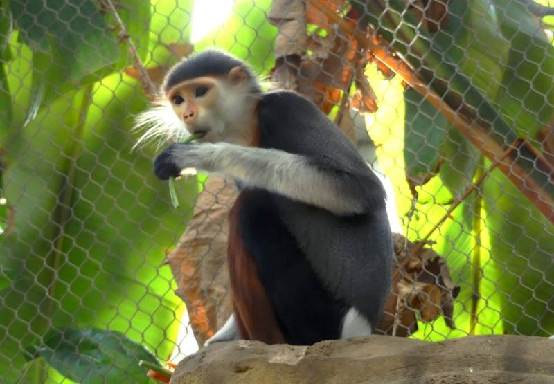 Langur Douc (Pygathrrix nemaeus)