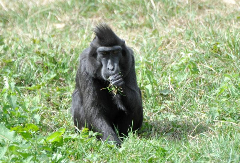 Macaque à crête (Macaca nigra)