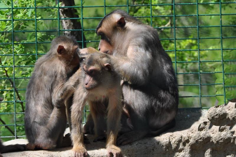 Macaque à queue de cochon (Macaca nemestrina)
