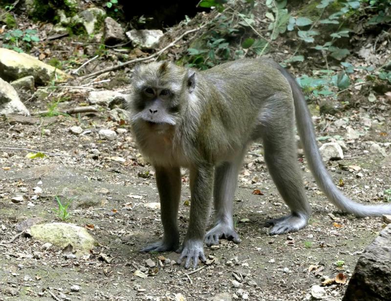 Macaque crabier ( Macaca fascicularis)