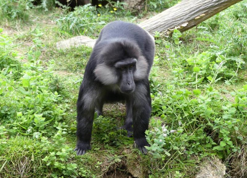 Macaque de Tonkean (Macaca tonkeana)