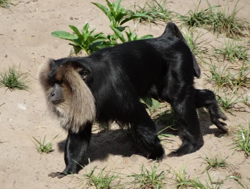 Macaque ouandérou (Macaca silenus)
