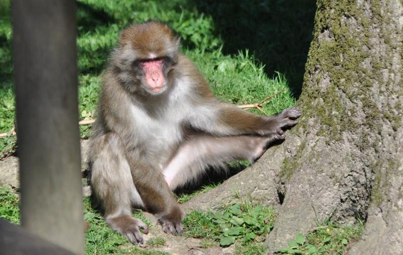 Macaque du Japon (Macaca fuscata)