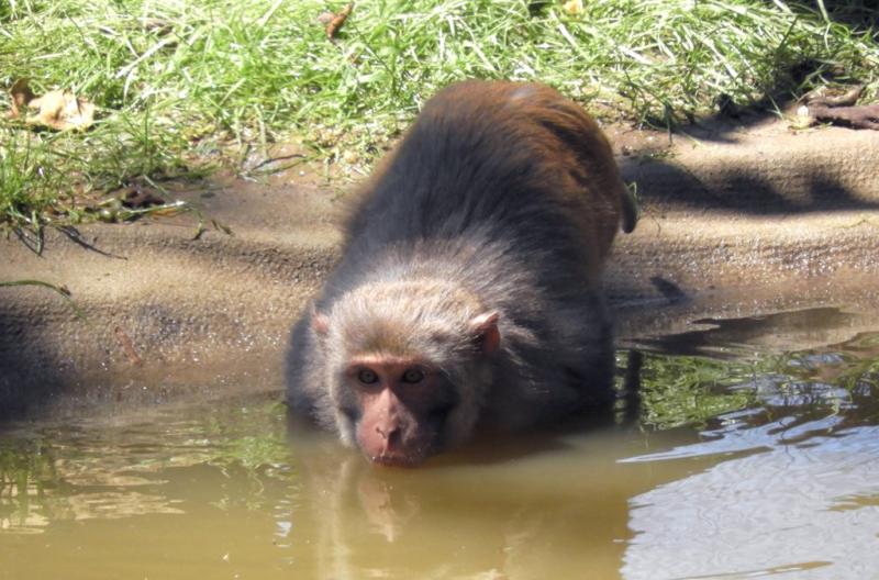 Macaque rhésus (Macaca mulatta)