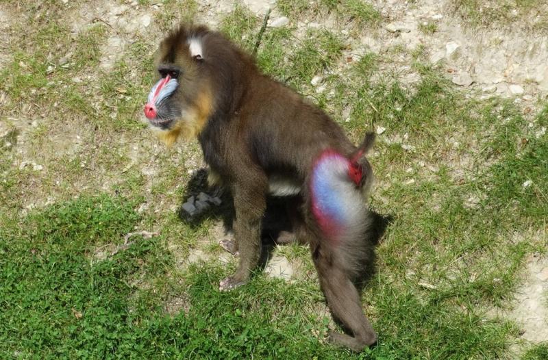 Mandrill (Mandrillus sphinx)