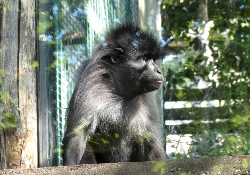 Mangabey à joues grises (Lophocebus albigena albigena)