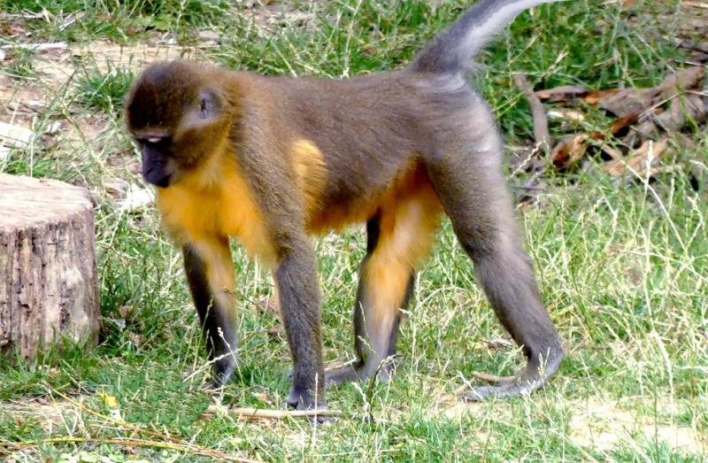 Mangabey à ventre doré (Cercocebus chrysogaster)