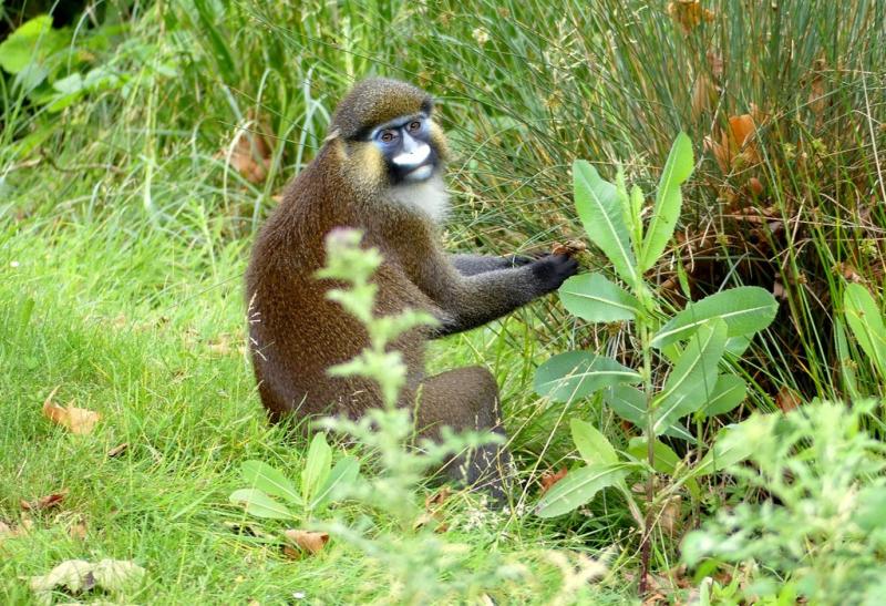 Moustac (Cercopithecus cephus)
