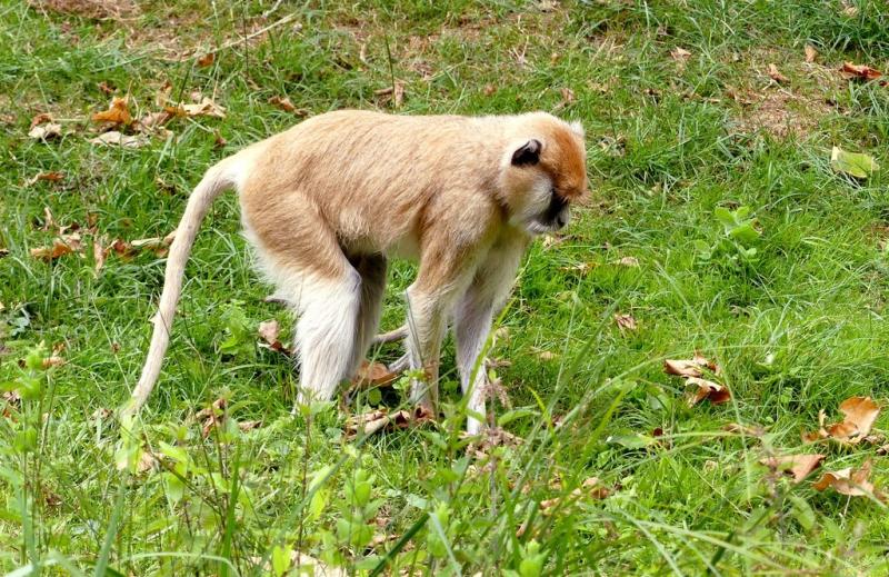 Patas (Erythrocebus patas)