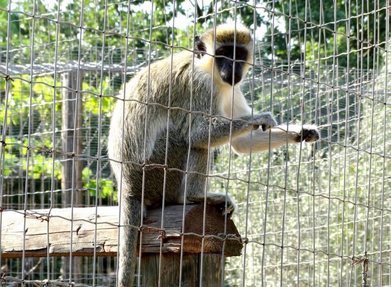 Vervet bleu (Chlorocebus pygerythrus)