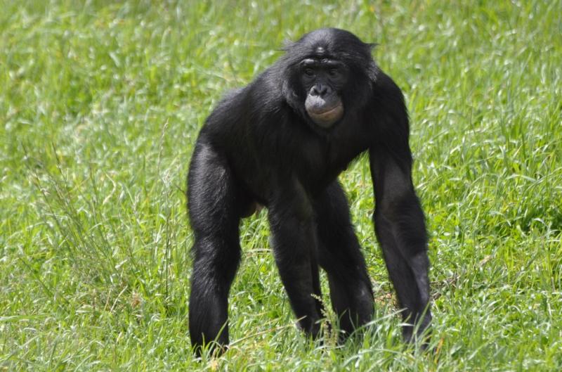Bonobo (Pan paniscus)