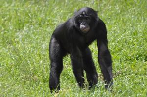 Bonobo (Pan paniscus)