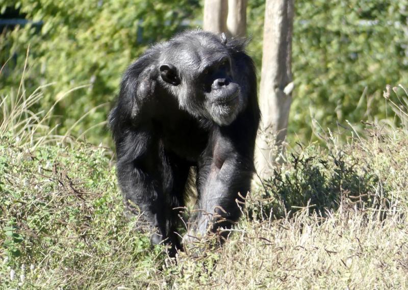 Chimpanzé (Pan troglodytes)