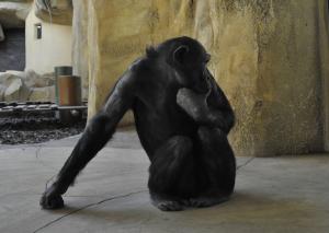 Chimpanzé occidental (Pan troglodytes verus)