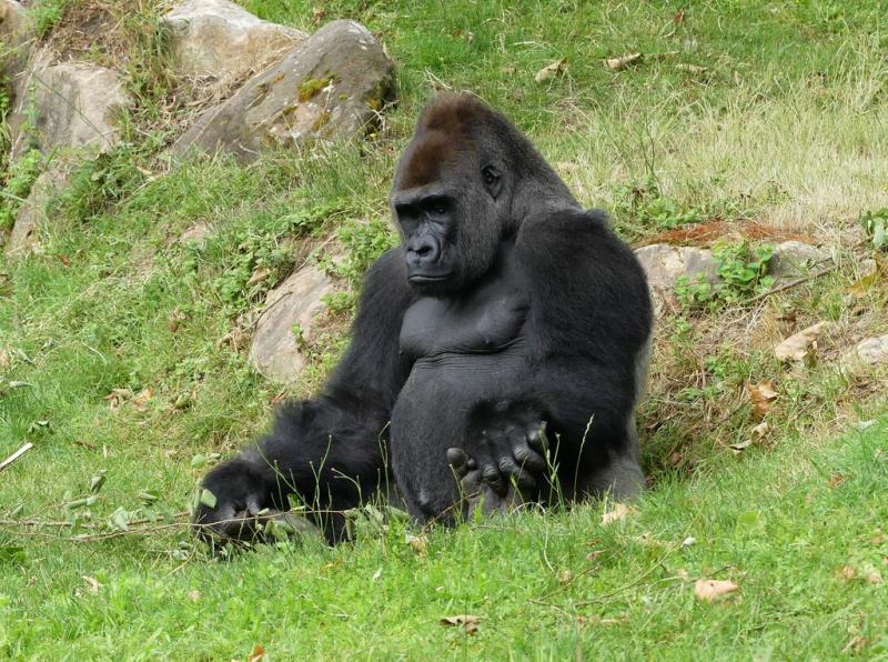 Gorille (Gorilla gorilla)