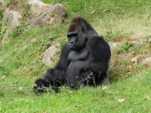 Gorille (Gorilla gorilla)