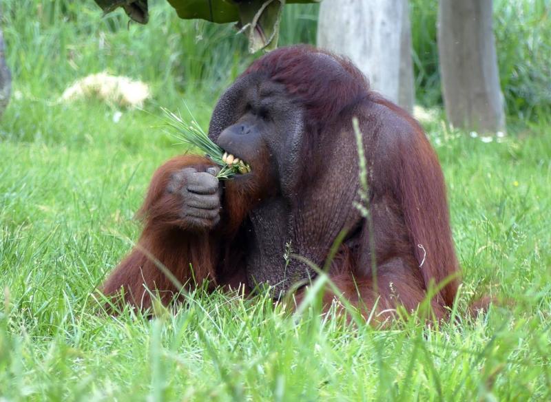 Orang-outan de Bornéo (Pongo pygmaeus)