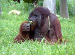 Orang-outan de Bornéo (Pongo pygmaeus)