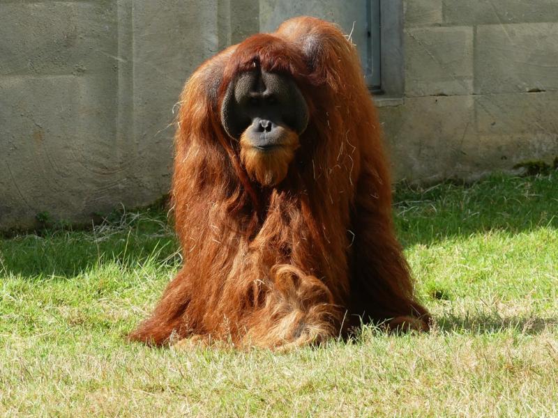 Orang-outan de Sumatra (Pongo abelii)