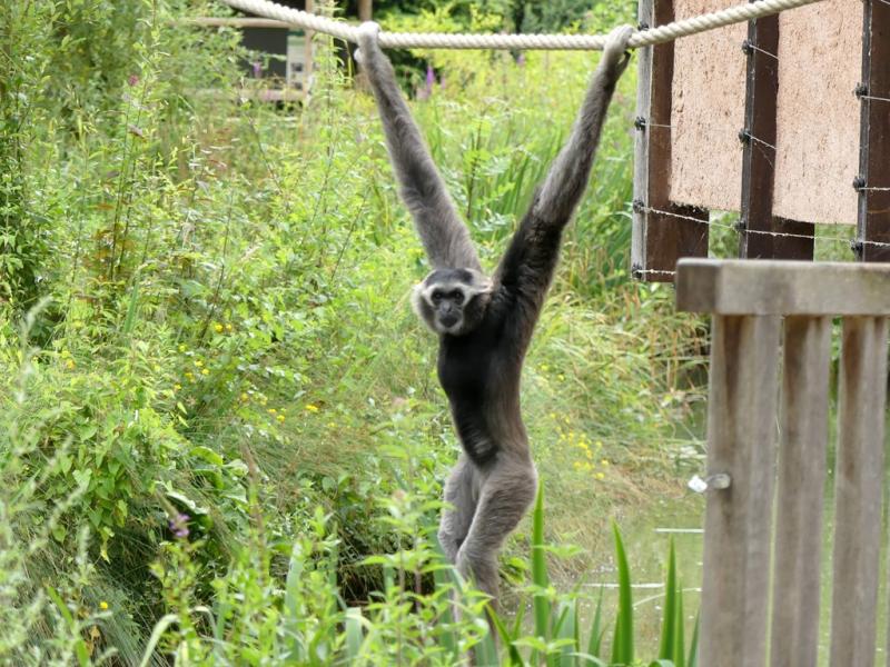 Gibbon à bonnet (Hylobates pileatus)