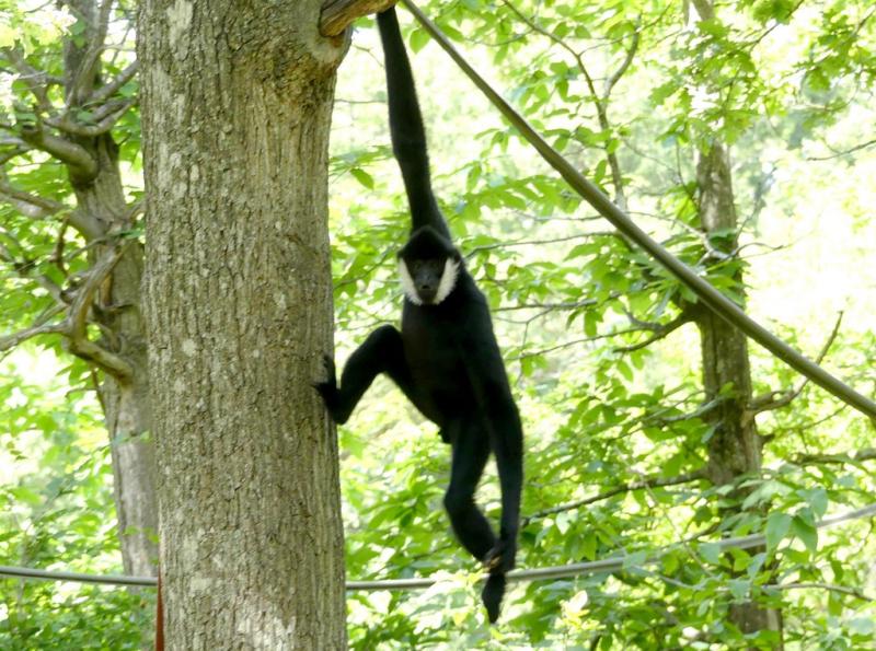 Gibbon à favoris blancs du Nord (Nomascus leucogenys)