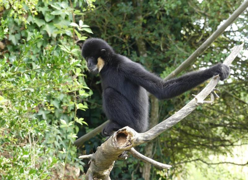 Gibbon à favoris blancs du Sud (Nomascus siki)