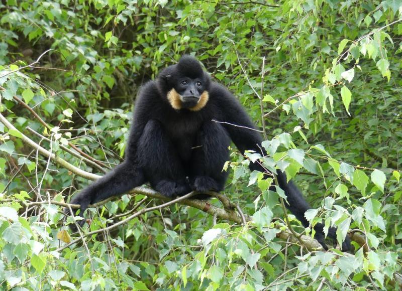 Gibbon à favoris roux (Nomascus gabriellae)
